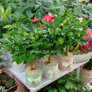 Chậu cây hạnh phúc mini để bàn