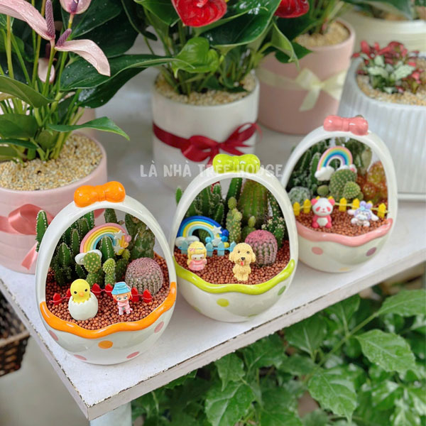 Chậu xương rồng mix để bàn