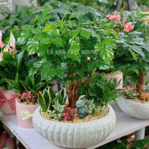 Chậu cây hạnh phúc mix lưỡi hổ cau tiểu trâm để bàn