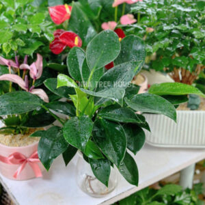 Bình trầu bà đế vương thủy sinh