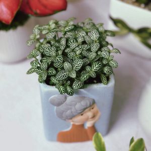 Cây cẩm nhung lá may mắn xanh