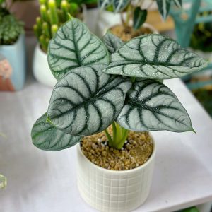Cây Rồng Bạc Alocasia Silver Dragon