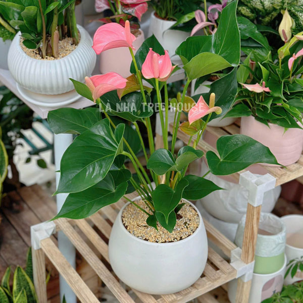 Cây Hồng Môn size to 1 Chậu cây hồng môn size to để bàn