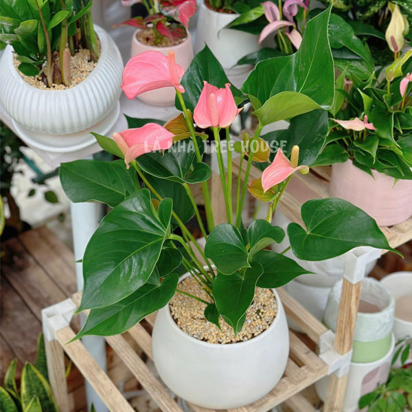 Cây Hồng Môn size to 2 Chậu cây hồng môn size to để bàn