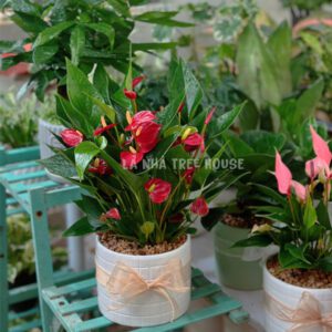 Chậu cây hồng môn đỏ siêu hoa