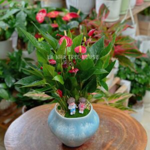Hồng môn đỏ siêu hoa tiểu cảnh
