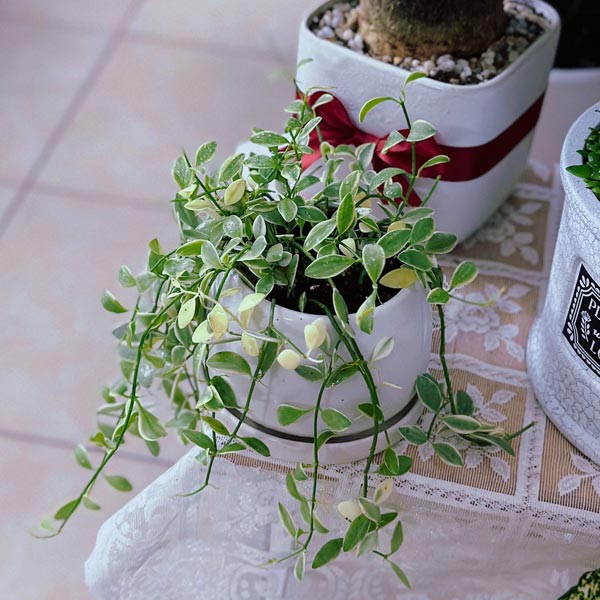 Lan dưa cẩm thạch 2 Lan dưa cẩm thạch để bàn
