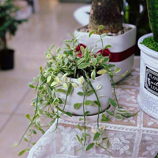 Lan dưa cẩm thạch 1 Lan dưa cẩm thạch