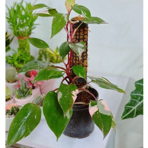 Cây Trầu bà hồng nương