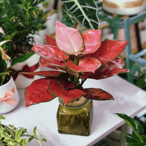 Cây vạn lộc thủy sinh