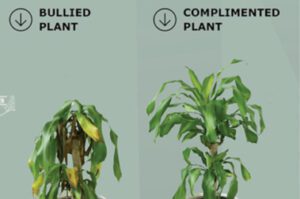 2 chậu cây trong thí nghiệm bully a plant