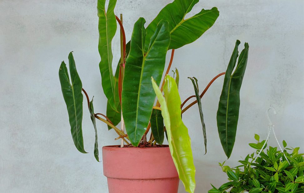 Cây hồng hạc chân cam Philodendron Billietiae