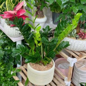 Chậu cây kim tiền size to