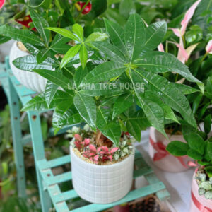 Chậu cây Kim ngân 1 thân mix Cẩm nhung