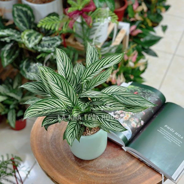 Cây đuôi công kẻ xanh 1 Chậu cây đuôi công kẻ xanh