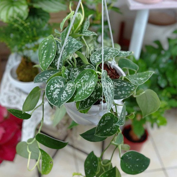 Giỏ Trầu Bà Lụa 1 Cây trầu bà lụa giỏ treo