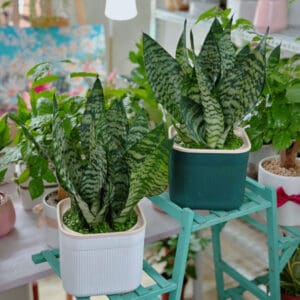 Cây Lưỡi Mèo Thủy Sinh