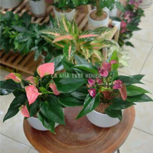 Chậu cây hồng môn