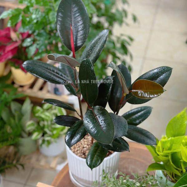 Cây đa búp đỏ chậu to để bàn