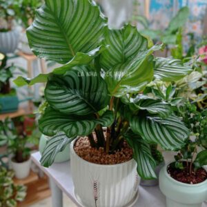 Cây đuôi công táo xanh để bàn