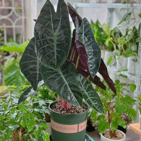 Chậu Cây Alocasia Sedenii 1 Cây alocasia sedenii