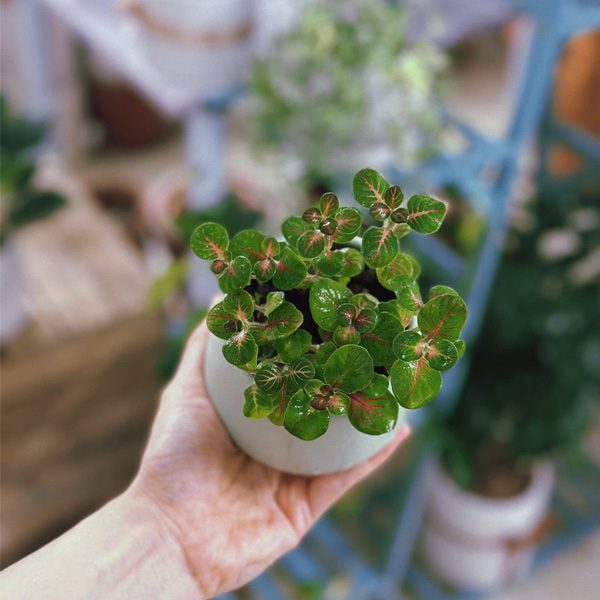 Cây Cẩm Nhung (Fittonia/lá may mắn) lá xanh 1 Cây cẩm nhung (Fittonia/lá may mắn) lá xanh