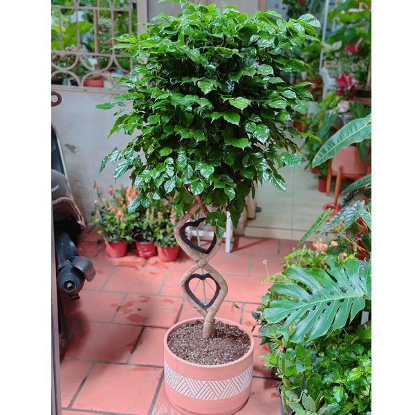 Hạnh Phúc Hình Tim Song Hỷ 1 Chậu cây hạnh phúc bonsai xoắn hình tim