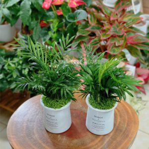 Cây cau tiểu trâm mix cỏ may mắn