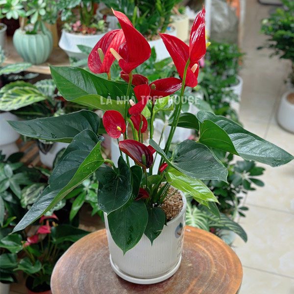 Chậu cây Hồng môn size đại 1 Chậu cây hồng môn size đại