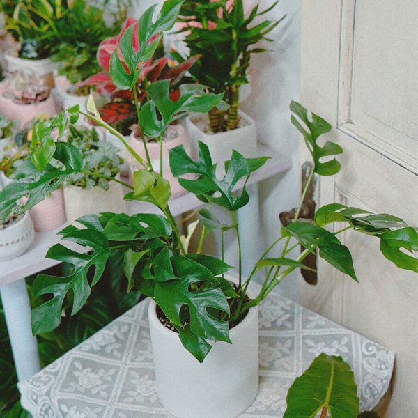 Cây trầu bà Monstera mini 1 Cây trầu bà Monstera mini