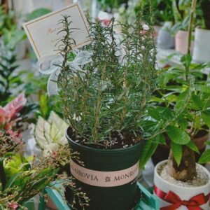 Cây Hương Thảo (Rosemary)