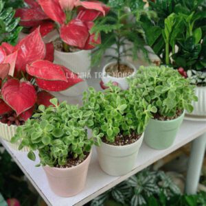 Chậu cây sen thơm để bàn