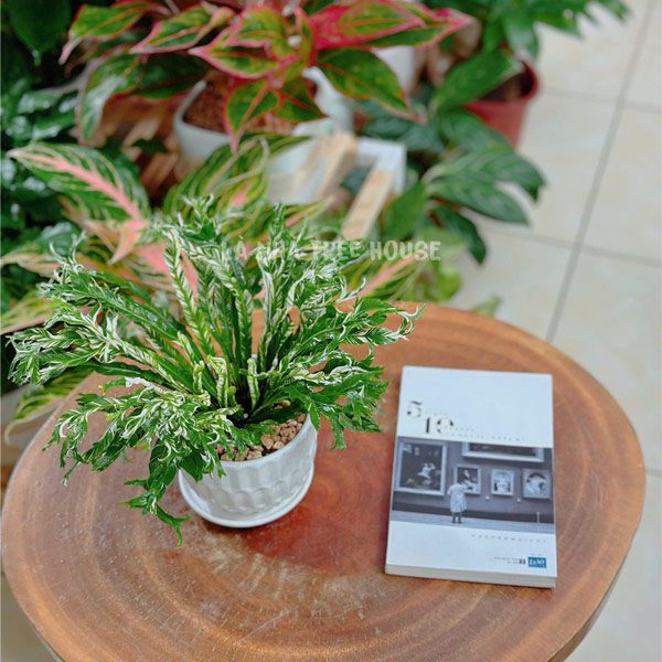 Cây tổ phụng var (Ráng ổ phụng) 1 Chậu cây tổ phụng var