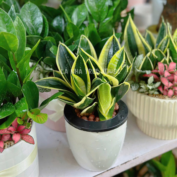 Bình lưỡi hổ thủy sinh