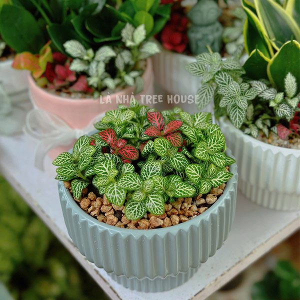 Cây Cẩm nhung (Fittonia/lá may mắn) xanh chậu to 1 Chậu cẩm nhung xanh to