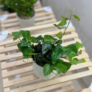 Cây thường xuân lá tim