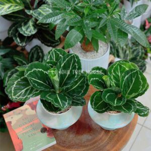 Chậu cây đuôi công kẻ trắng men ngọc