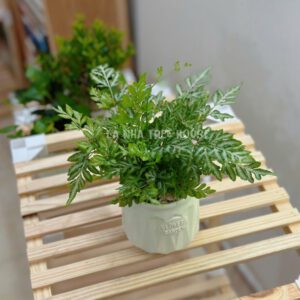 Cây dương xỉ lá bạc