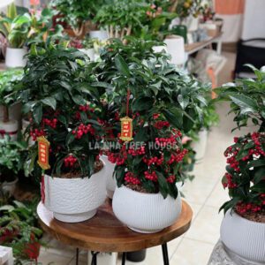 Chậu cây kim ngân lượng