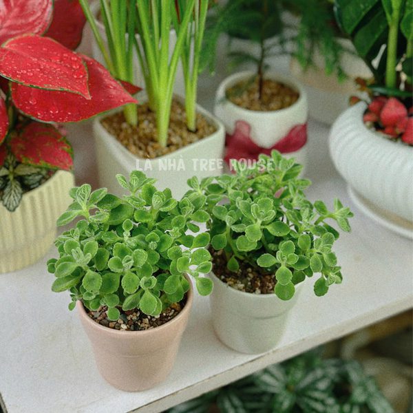 Sen thơm mini để bàn 1 Chậu cây sen thơm mini để bàn
