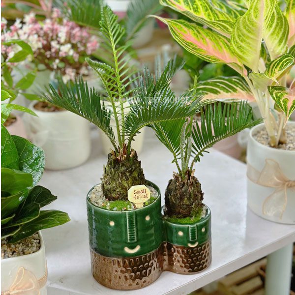Vạn tuế chậu 2 thân 1 Chậu cây vạn tuế 2 thân để bàn