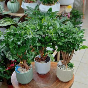 Chậu cây hạnh phúc mix tiểu cảnh