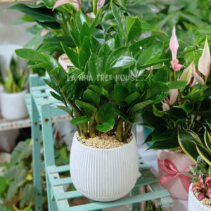 Chậu cây kim tiền để bàn