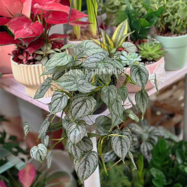 Cây Trầu Pháp giỏ treo 1 Giỏ trầu pháp treo