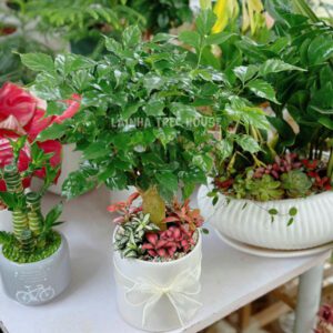 Chậu cây hạnh phúc mix cẩm nhung lá may mắn nhiều màu