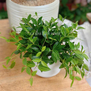Chậu cây bình an để bàn