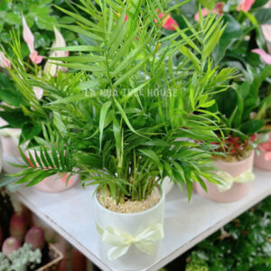 Chậu cây cau tiểu trâm để bàn