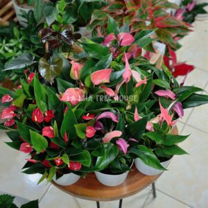 Cây hồng môn hoa nhiều màu