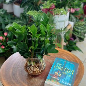 Bình kim tiền thủy sinh
