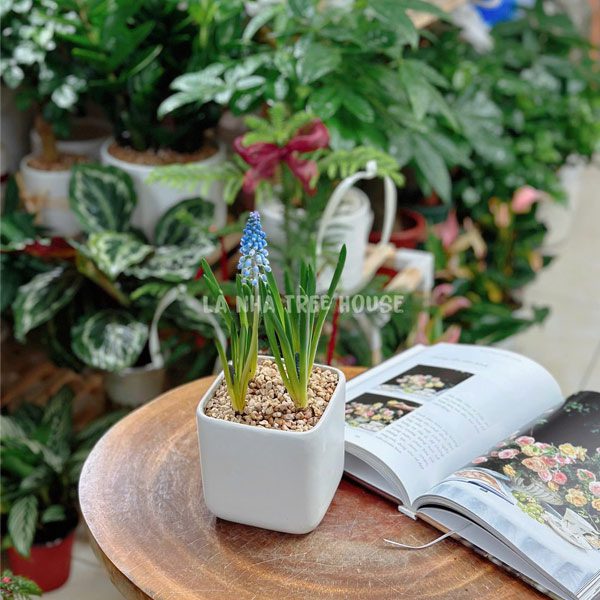 Cây hoa chuông xanh Muscari 1 Cây hoa chuông xanh